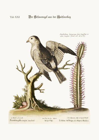 ハドソン湾の雪鳥、1749-73 作： George Edwards