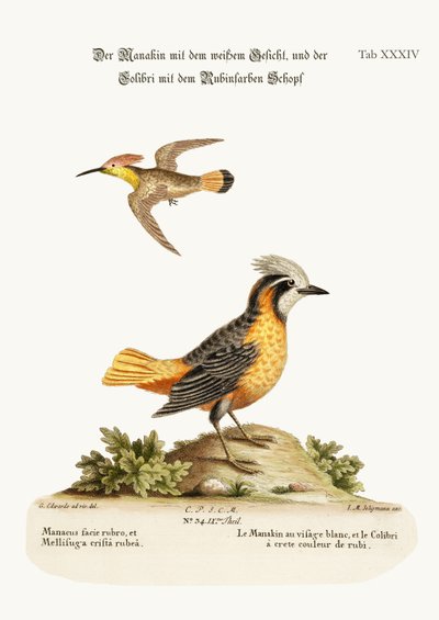 白い顔をしたマナキンとルビークレステッドハチドリ、1749年〜73年 作： George Edwards