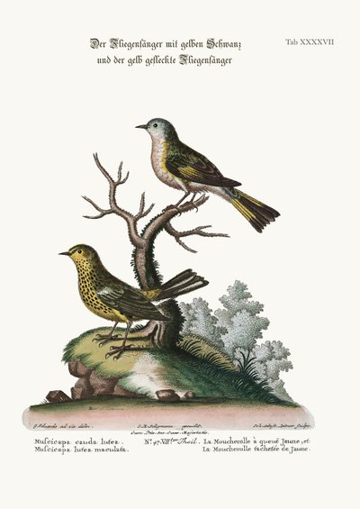 黄色の尾のヒタキと斑点のある黄色のヒタキ、1749年-73 作： George Edwards