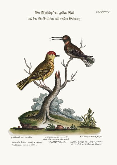 黄色の赤い棒と白い尾のハチドリ、1749-73 作： George Edwards