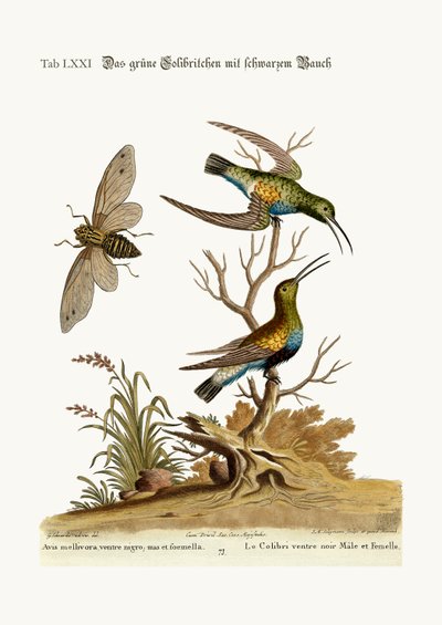 黒腹の緑のハチドリ、1749-73 作： George Edwards