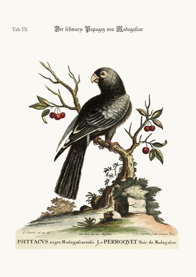マダガスカルの黒いオウム、1749-73 作： George Edwards