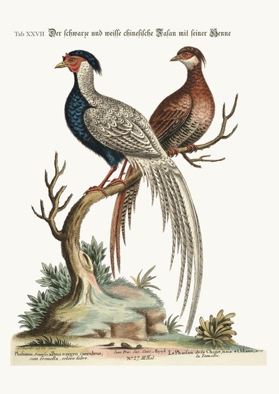 雌鶏と黒と白の中国の雄鶏キジ、1749-73 作： George Edwards