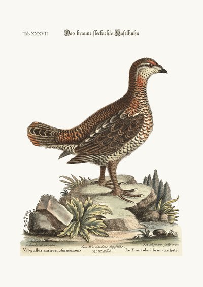 茶色で斑点のあるヒースコック、1749-73 作： George Edwards