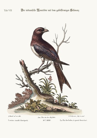 フォークテールのインディアン肉屋の鳥、1749-73 作： George Edwards