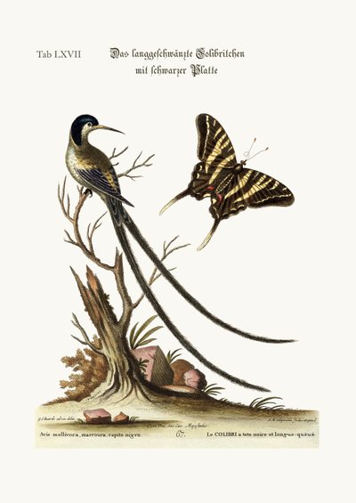 長い尾を持つ黒い頭のハチドリ、1749-73 作： George Edwards