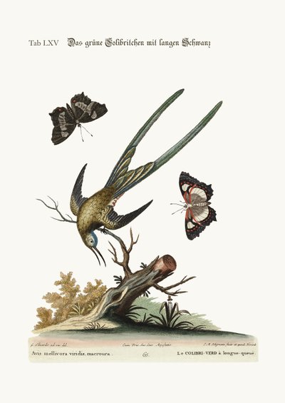長い尾を持つ緑のハチドリ、1749-73 作： George Edwards