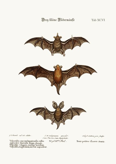 3つの小さなコウモリ、1749-73 作： George Edwards