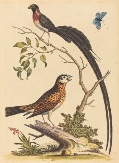 1745 年に出版された 2 羽の鳥、非常に長い尾羽を持つ 1 羽の鳥、および青い蝶。 作： George Edwards