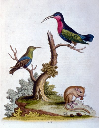 1750年、G・エドワーズによる珍しい鳥の本からの水彩イラスト。ジョージ・エドワーズ（1694-1773）はイギリスの博物学者、鳥類学者。ヨーロッパを広く旅し、博物学、特に鳥類を研究した。彼は次のような功績を残した。 作： George Edwards