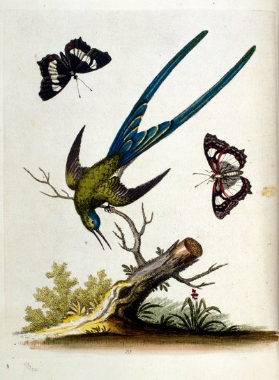 1750年、G・エドワーズによる珍しい鳥の本からの水彩イラスト。ジョージ・エドワーズ（1694-1773）はイギリスの博物学者、鳥類学者。ヨーロッパを広く旅し、博物学、特に鳥類を研究した。彼は次のような功績を残した。 作： George Edwards