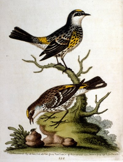 1750年、G・エドワーズによる珍しい鳥の本からの水彩イラスト。ジョージ・エドワーズ（1694-1773）はイギリスの博物学者、鳥類学者。ヨーロッパを広く旅し、博物学、特に鳥類を研究した。彼は次のような功績を残した。 作： George Edwards