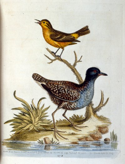 1750年、G・エドワーズによる珍しい鳥の本からの水彩イラスト。ジョージ・エドワーズ（1694-1773）はイギリスの博物学者、鳥類学者。ヨーロッパを広く旅し、博物学、特に鳥類を研究した。彼は次のような功績を残した。 作： George Edwards