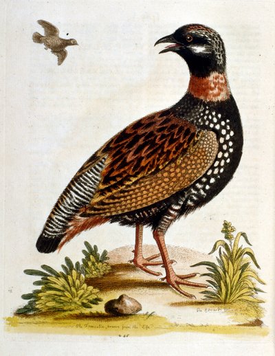 1750年、G・エドワーズによる珍しい鳥の本からの水彩イラスト。ジョージ・エドワーズ（1694-1773）はイギリスの博物学者、鳥類学者。ヨーロッパを広く旅し、博物学、特に鳥類を研究した。彼は次のような功績を残した。 作： George Edwards