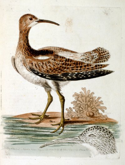 1750年、G・エドワーズによる珍しい鳥の本からの水彩イラスト。ジョージ・エドワーズ（1694-1773）はイギリスの博物学者、鳥類学者。ヨーロッパを広く旅し、博物学、特に鳥類を研究した。彼は次のような功績を残した。 作： George Edwards