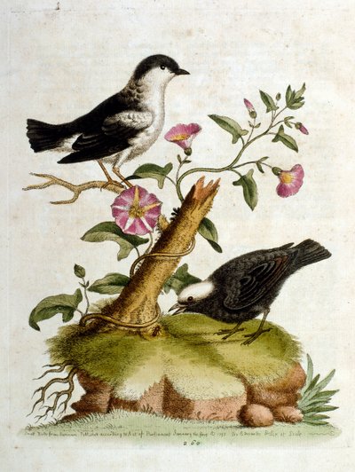 1750年、G・エドワーズによる珍しい鳥の本からの水彩イラスト。ジョージ・エドワーズ（1694-1773）はイギリスの博物学者、鳥類学者。ヨーロッパを広く旅し、博物学、特に鳥類を研究した。彼は次のような功績を残した。 作： George Edwards