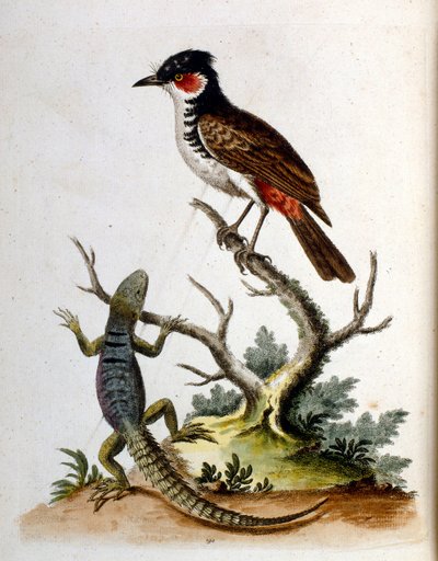 1750年、G・エドワーズによる珍しい鳥の本からの水彩イラスト。ジョージ・エドワーズ（1694-1773）はイギリスの博物学者、鳥類学者。ヨーロッパを広く旅し、博物学、特に鳥類を研究した。彼は次のような功績を残した。 作： ジョージ・エドワーズ