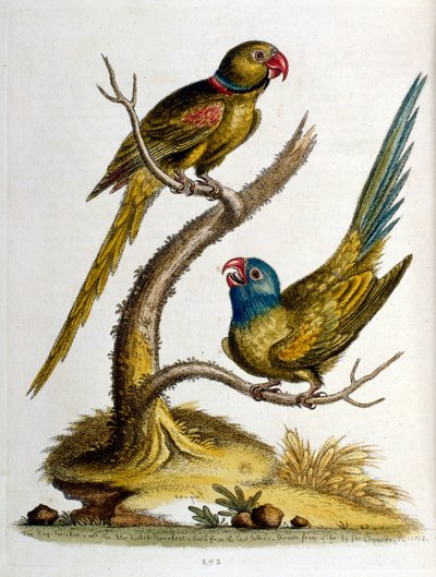1750年、G・エドワーズによる珍しい鳥の本からの水彩イラスト。ジョージ・エドワーズ（1694-1773）はイギリスの博物学者、鳥類学者。ヨーロッパを広く旅し、博物学、特に鳥類を研究した。彼は次のような功績を残した。 作： ジョージ・エドワーズ