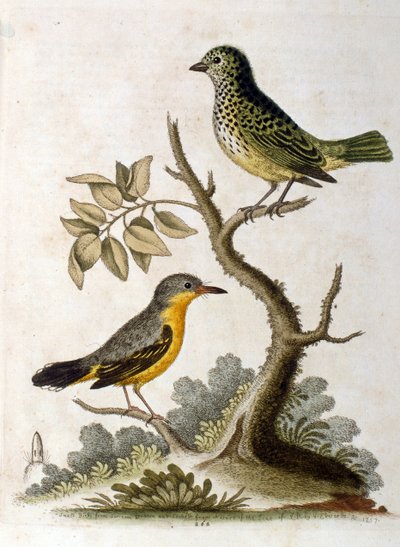 1758年、G・エドワーズによる3本足のナマケモノの水彩画。ジョージ・エドワーズ（1694-1773）はイギリスの博物学者、鳥類学者。ヨーロッパを広く旅し、博物学、特に鳥類を研究した。彼は次のような評価を得た。 作： ジョージ・エドワーズ