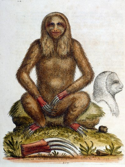 1758年、G・エドワーズによる3本足のナマケモノの水彩画。ジョージ・エドワーズ（1694-1773）はイギリスの博物学者、鳥類学者。ヨーロッパを広く旅し、博物学、特に鳥類を研究した。彼は次のような評価を得た。 作： ジョージ・エドワーズ