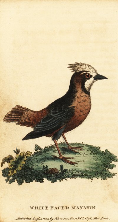 白い羽毛アリ、Pithys albifrons.、1800 年 (彫刻) 作： George Edwards