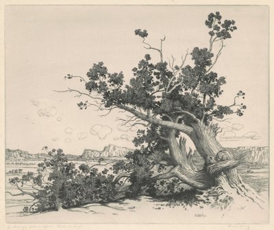 砂漠の杉、ニューメキシコ州 作： George Elbert Burr