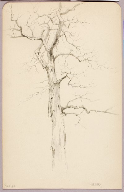 ヒッコリー 作： George Elbert Burr