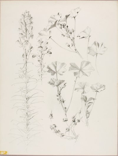 無題（植物学的研究） 作： George Elbert Burr
