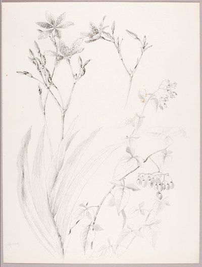 無題（植物学的研究） 作： George Elbert Burr