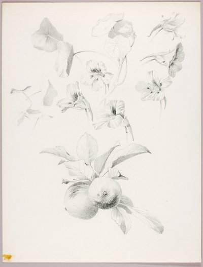 無題（植物学的研究） 作： George Elbert Burr