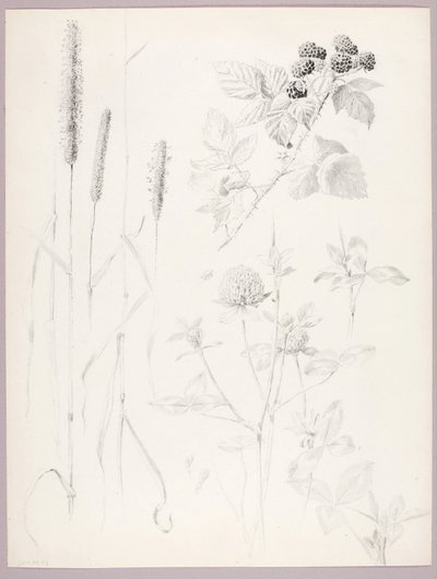 無題（キャットテイル、クローバー、ブラックベリー） 作： George Elbert Burr