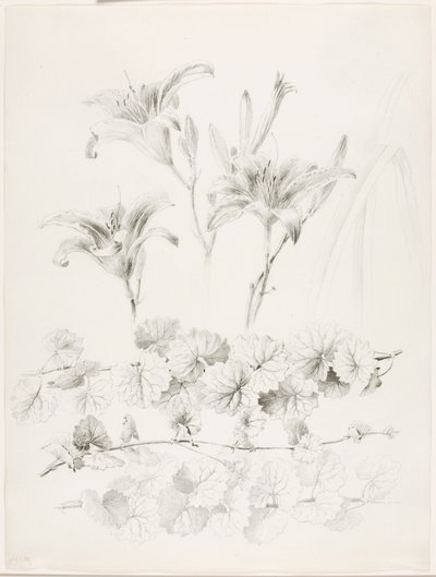無題（ユリとグラウンドアイビー）（Glecoma Hederacea） 作： George Elbert Burr