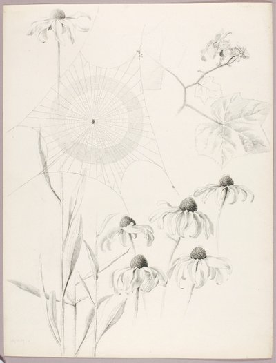 無題（クモの巣とヒナギク） 作： George Elbert Burr
