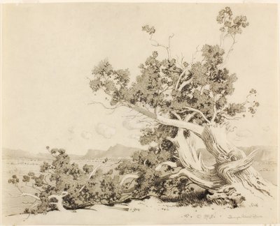 無題（ニューメキシコ、老杉のための習作） 作： George Elbert Burr