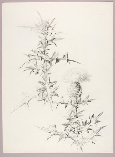 無題（アザミ） 作： George Elbert Burr
