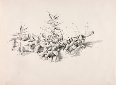 無題（トランペット・ヴァイン、カンプシス・ラディカンス） 作： George Elbert Burr
