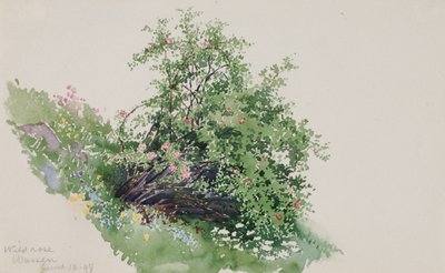 ワイルド・ローズ、ヴァッセン 作： George Elbert Burr