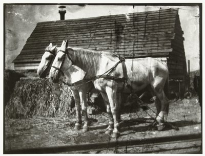 Cruquiusweg の馬 作： George Hendrik Breitner