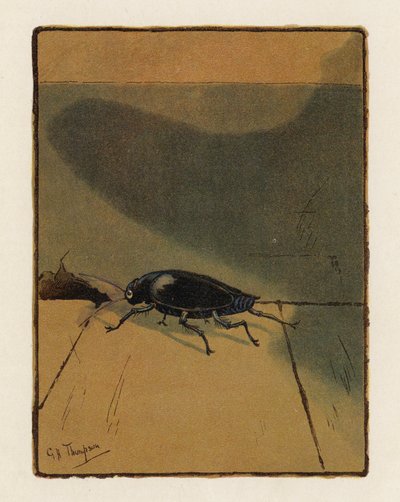 ザ・ビートル（カラーリトグラフ） 作： George Henry Thompson