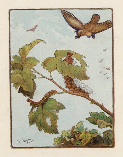 キャタピラー（カラーリトグラフ） 作： George Henry Thompson