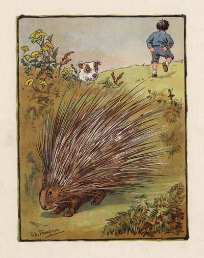 ヤマアラシ（カラーリトグラフ） 作： George Henry Thompson