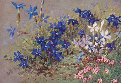 Genitana verna、タイプ植物とそのいくつかの形態（カラーリトグラフ） 作： George Jackson Flemwell