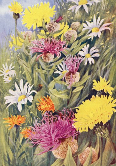 背の高い黄色いヒポカエリス・ユニフローラ（Hypochaeris uniflora）、ケンタウレア・ユニフローラ（Centaurea uniflora）、ゴールデン・タカノツメ（Crepis aurea）。 作： George Jackson Flemwell