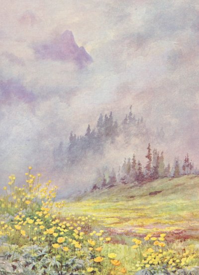 6月初旬、雲に覆われた野原に咲く地球儀の花Trollius europaeus（カラーリトグラフ） 作： George Jackson Flemwell