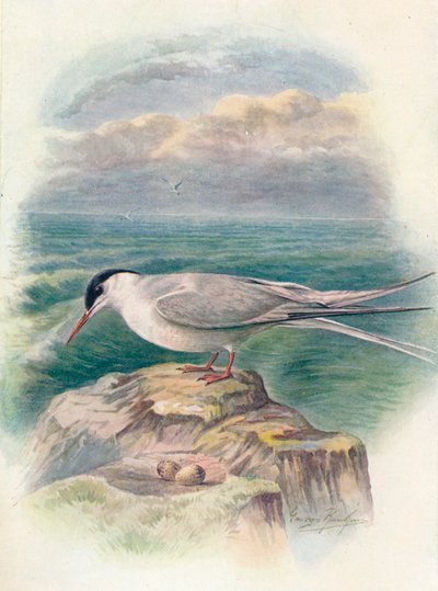 北極アジサシ-Sterna macrura、c1910、1910 作： George James Rankin