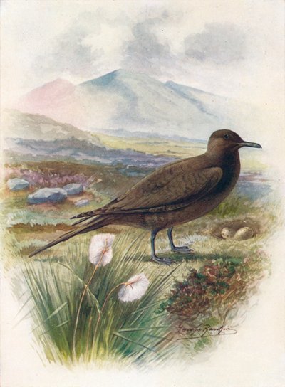 北極圏またはリチャードソンズスクア-Stercorarins crepidalus、c1910、1910 作： George James Rankin