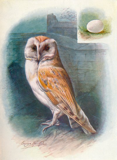 メンフクロウ-Strix flammea、c1910、1910 作： George James Rankin