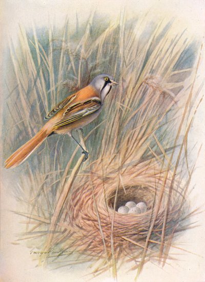 ひげを生やしたシジュウカラまたはリードリング-Panurus biarmicus、c1910、1910 作： George James Rankin