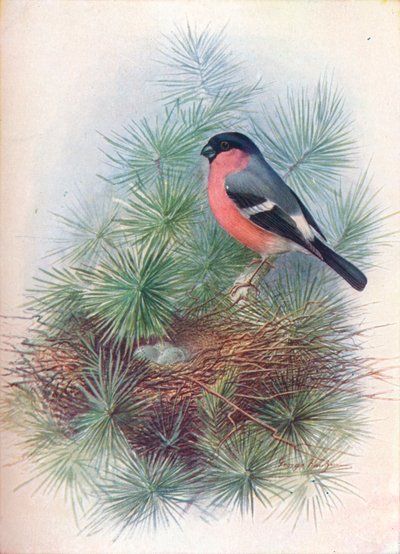 Bullfinch-Pyrrhua europaea、c1910、1910 作： George James Rankin