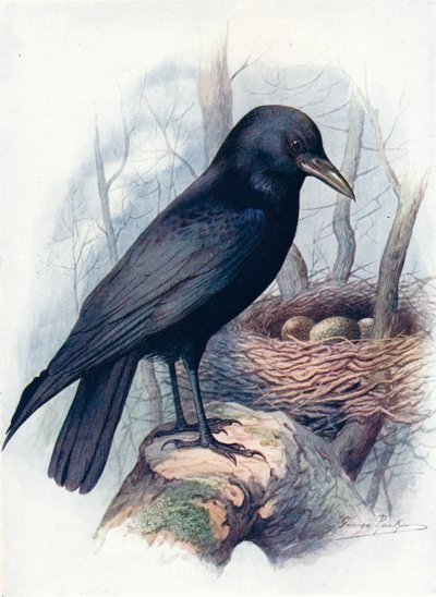 腐肉カラス-うみへびcorone、c1910、1910 作： George James Rankin